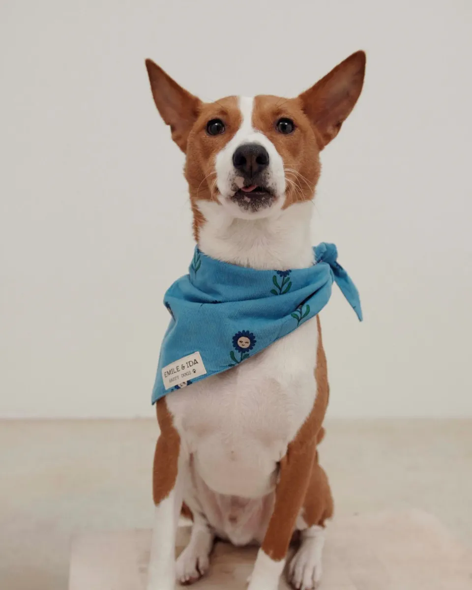 Emile et Ida Marguerite bleu bandana til hund blå